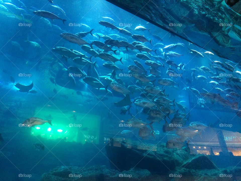 Under Water Aquarium - Dubai