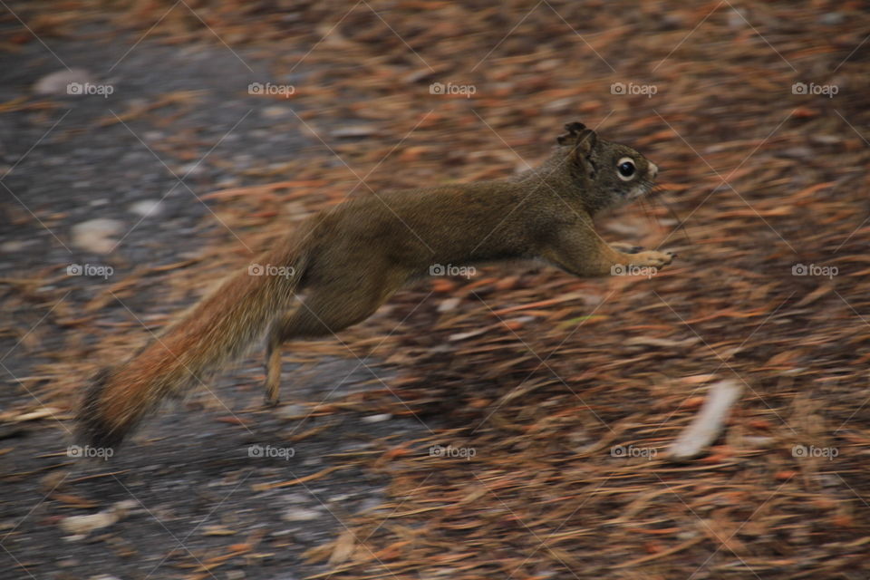 Squirrel running across the trail