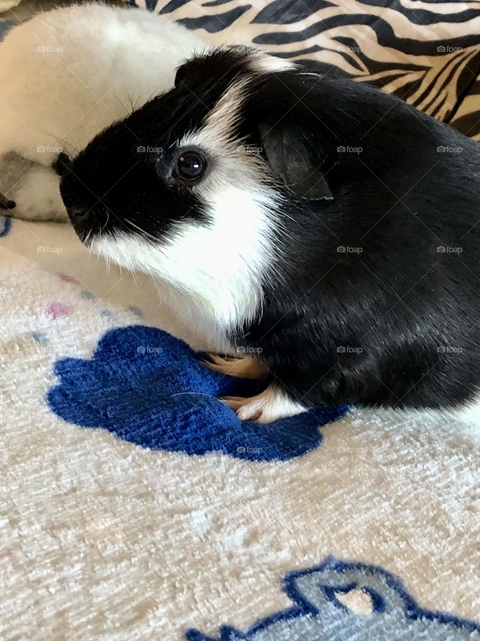 Adorable littleJakey / My pet Guinea piglet 🐾