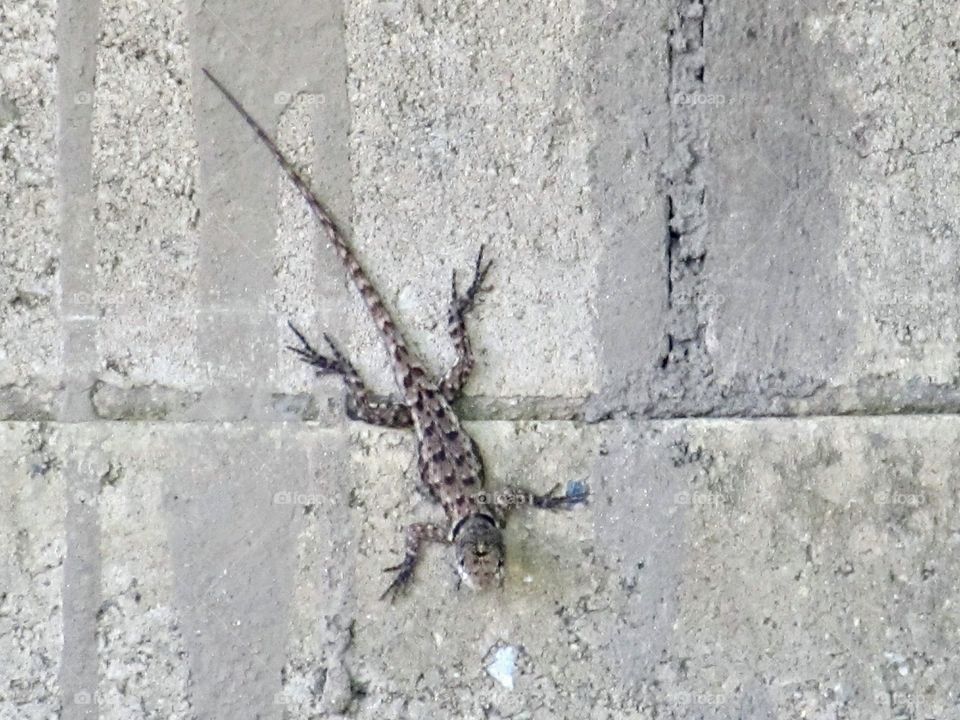 a gecko, a local breed known as Tuqueque