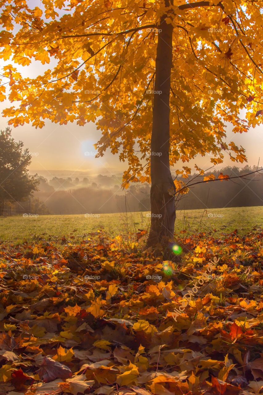 Autumn Golden  Maple Tree 