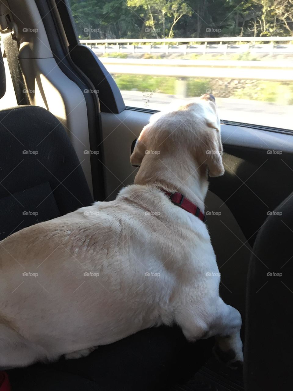 Dog in back seat of vehicle with chin resting on car door on a road trip vacation.