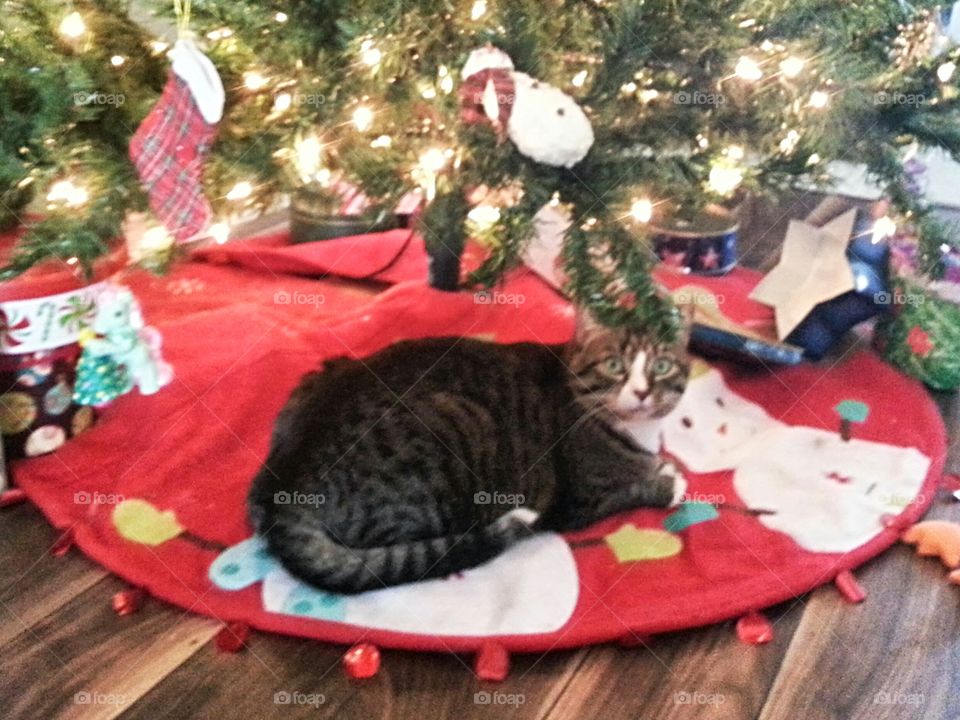 kitty cat gift under the Christmas tree