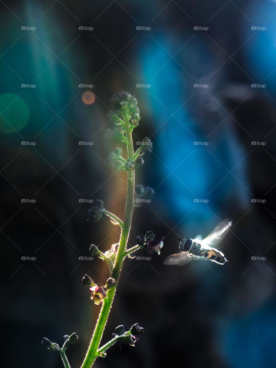 image of blurred bee in a flying mode against bright dreamy background