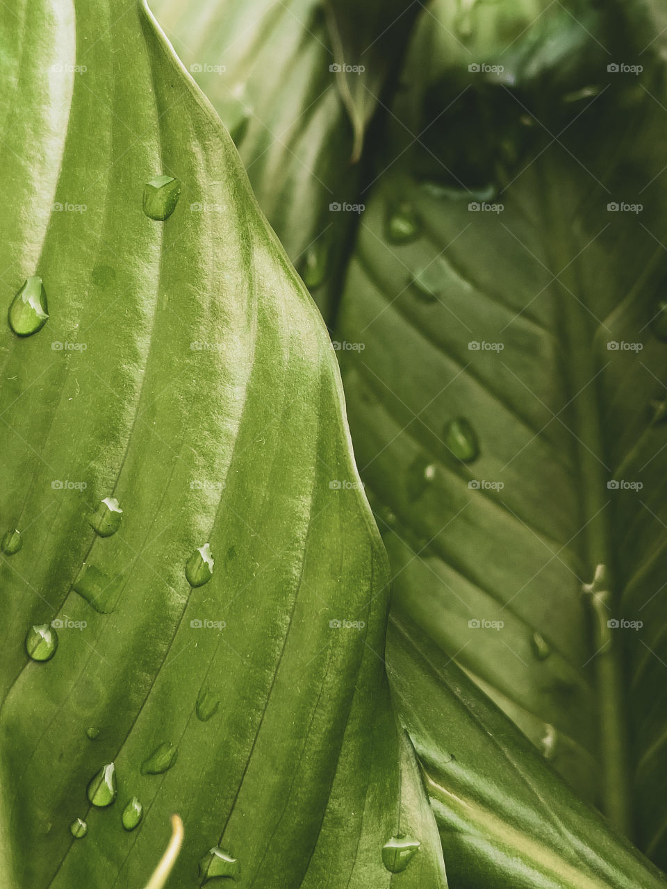 Shades of green (Wet foliage after rain)