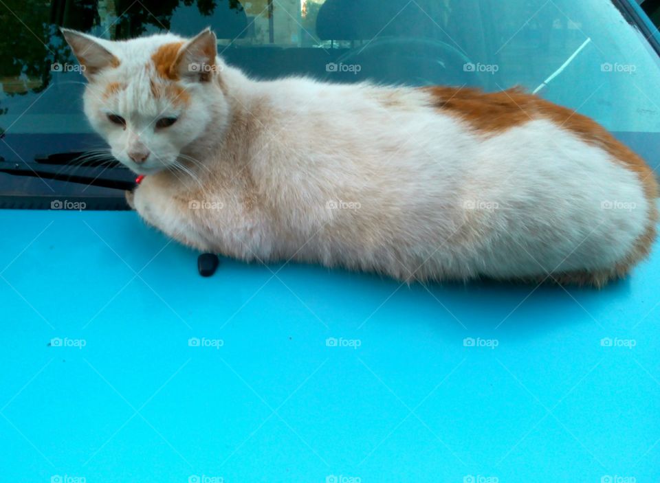 cat resting on the car