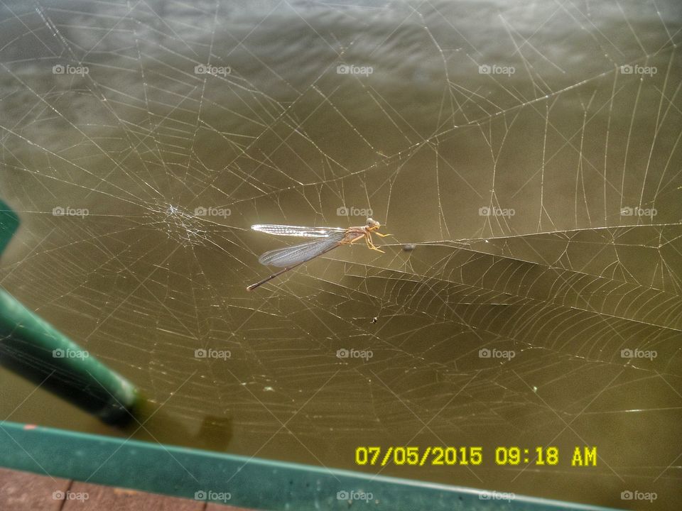 trapped in a web. This little bug 🐛 got caught up in a web of deceit and now is waiting to be a spider's evening meal 🍴
