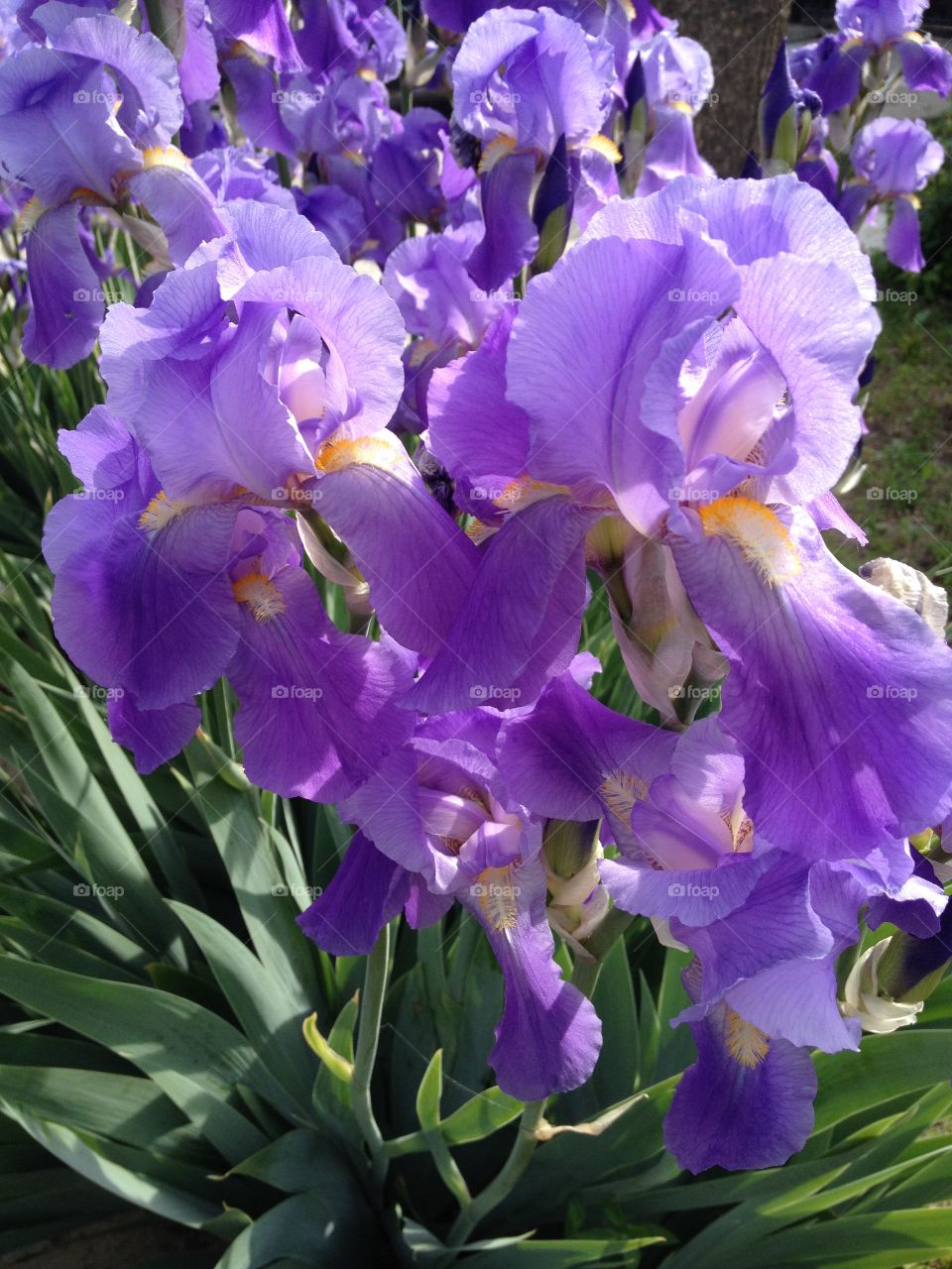 Irises. Lot of irises
