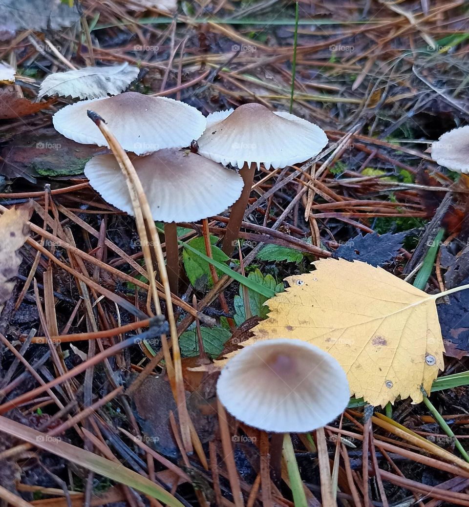 beautiful mistic mushrooms autumn time