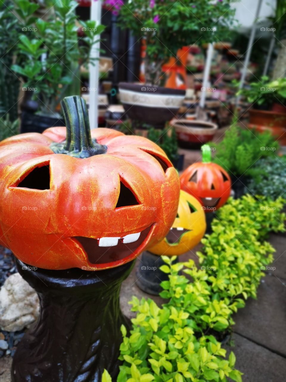 Seasonal pumpkins, Halloween,
Smile's