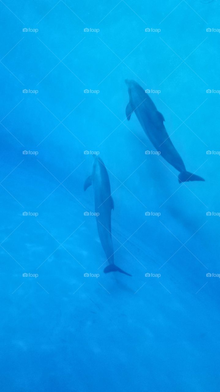 magestic dolphins