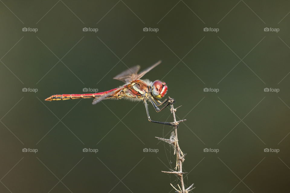 Red Dragonfly