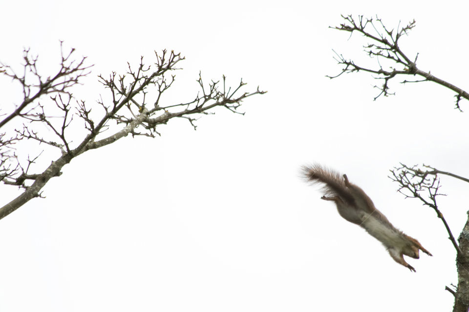 Squirrel making a big jump - ekorre långt hopp