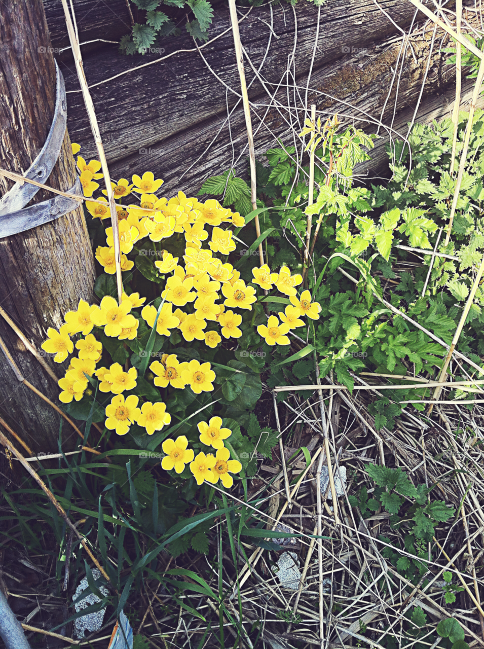sweden yellow flower summer by bumbiru