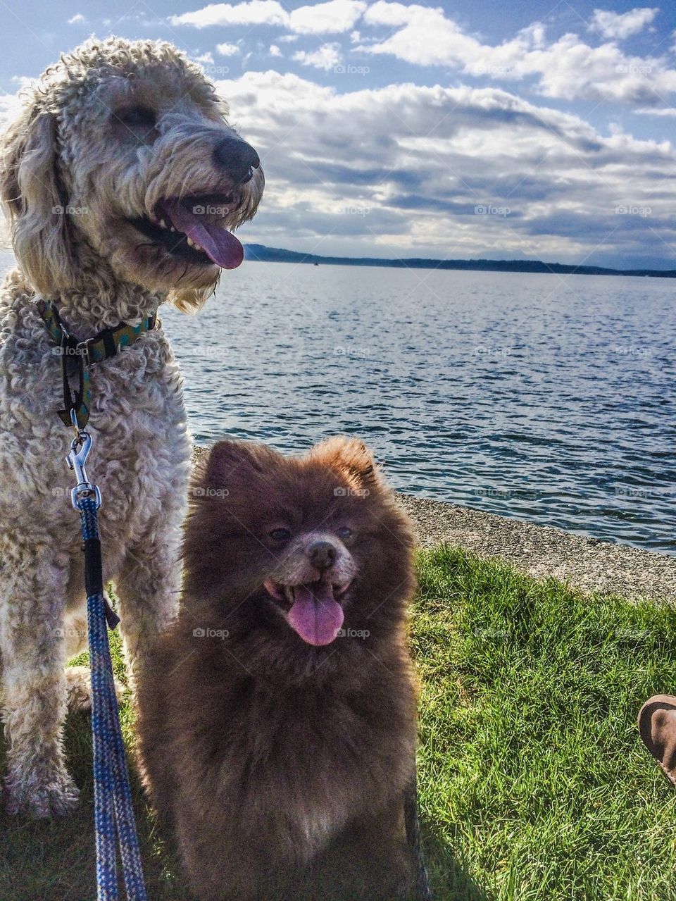 Golden doodle German spitz