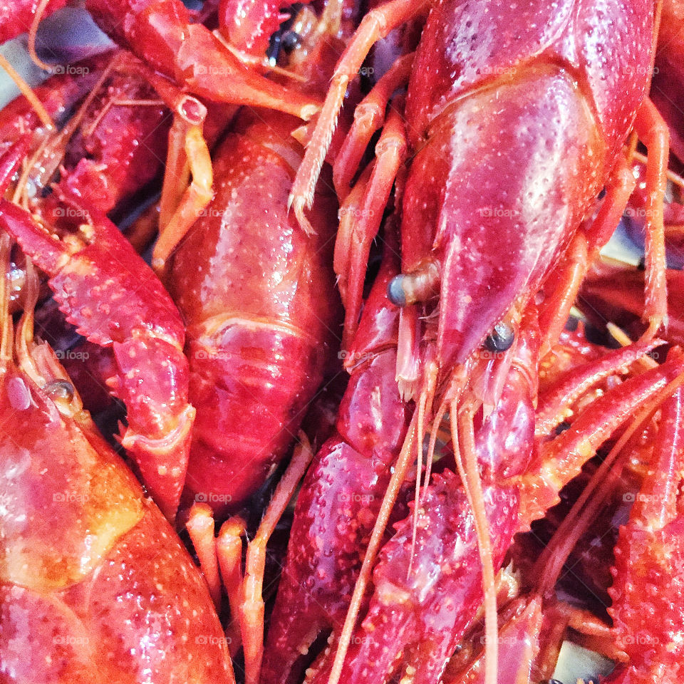 Close-up of fresh crayfish