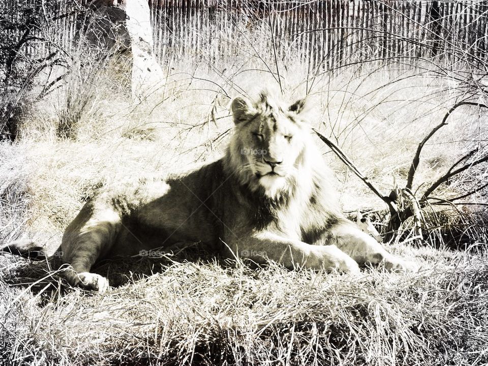 Lion in the sun
