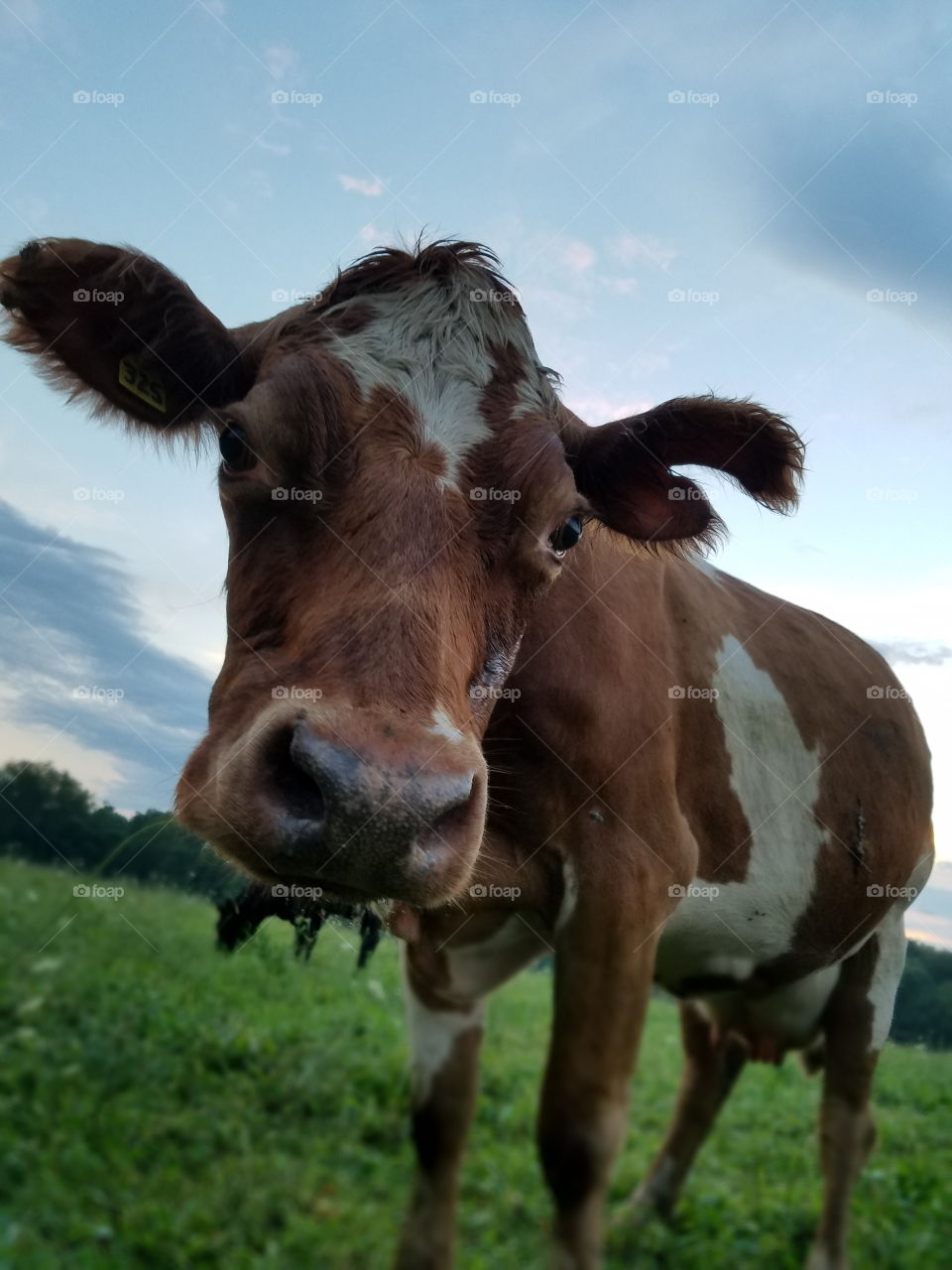 Mammal, Pasture, Cow, Agriculture, Livestock