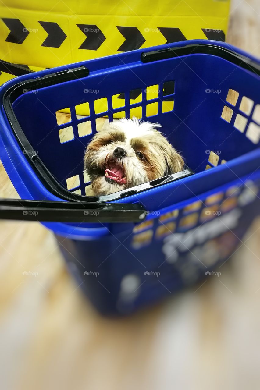 It's a dog in a shopping cart