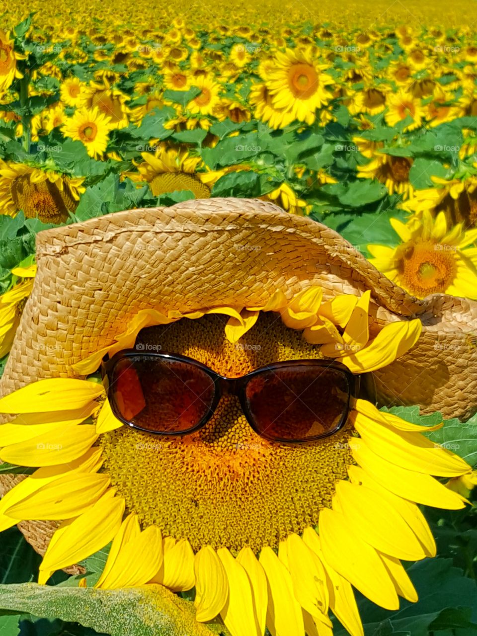 sunflower field