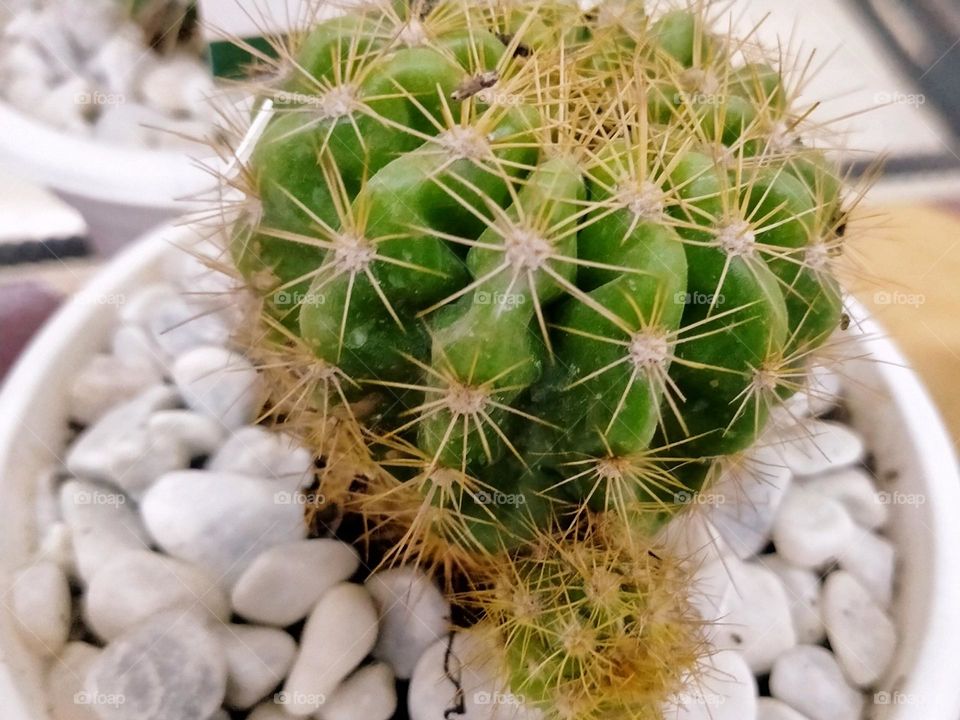 Beautiful Bonsai Cactus