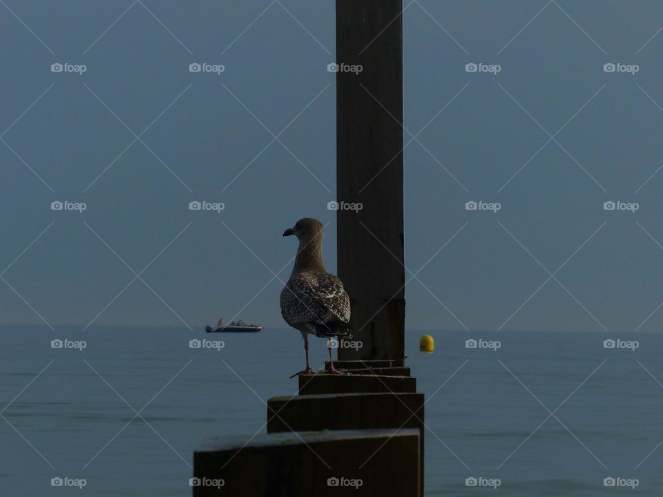 Seagull enjoying the summer sun on Bournemouth Beach