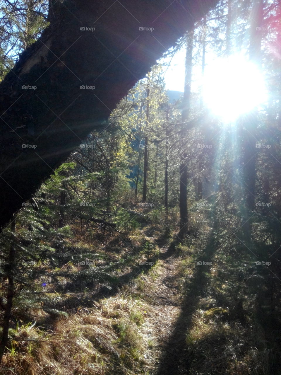 Trunk of tree with sun. Sun within the trees