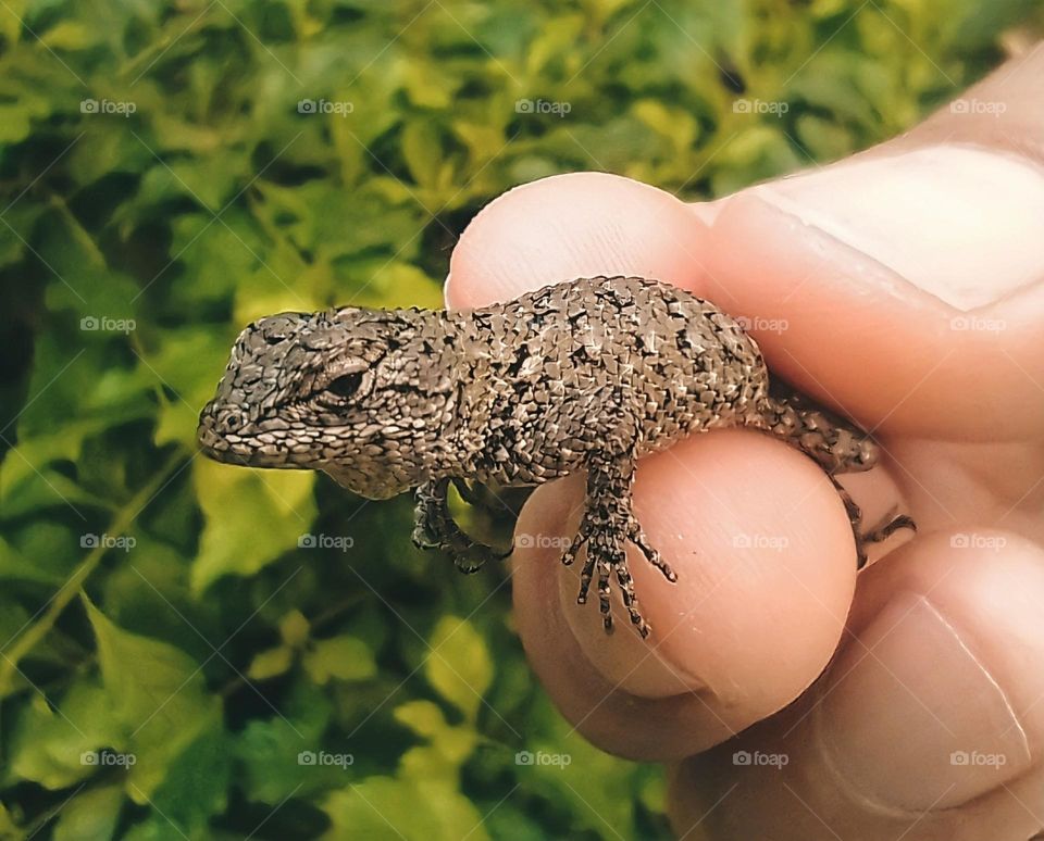 prairie scaly lizard on a hand with nature background🦎