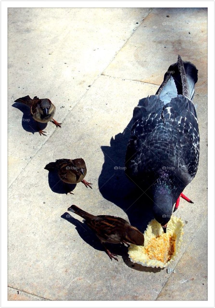 Three sparrows and a pigeon sharing a cupcake from Magnolia Bakery