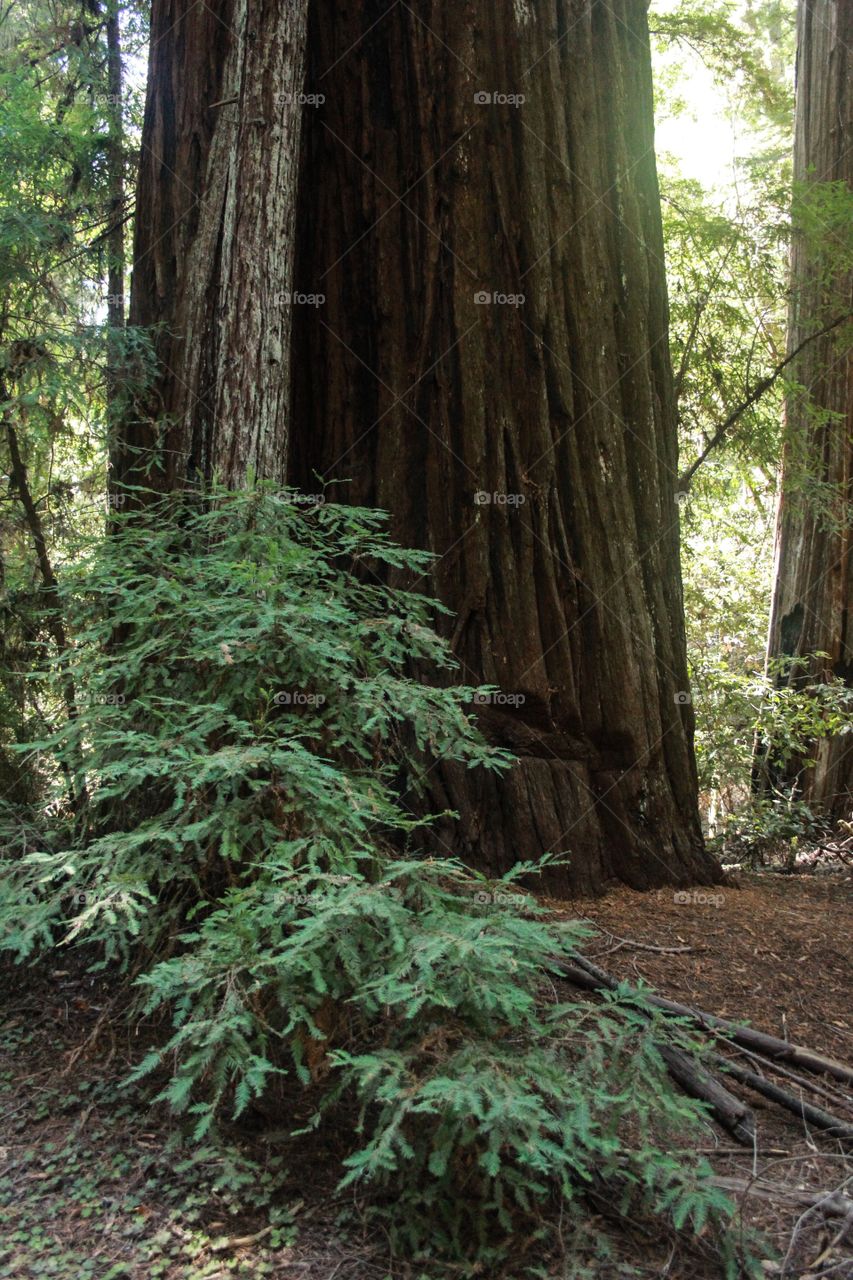 Big Trunk