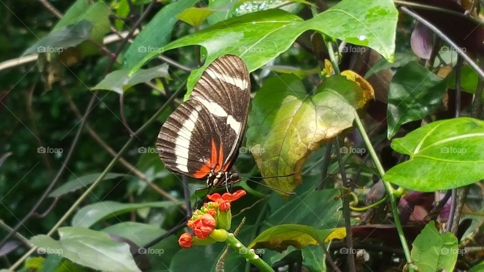 Butterfly on the small flower