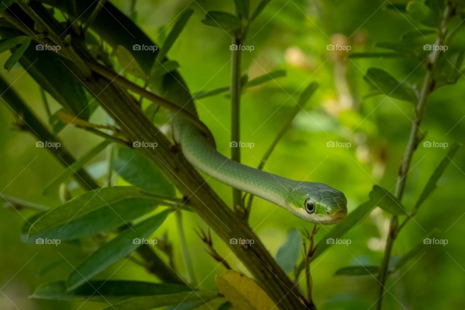 A harmless Rough Green Snake eases down a bramble in the bushes. 