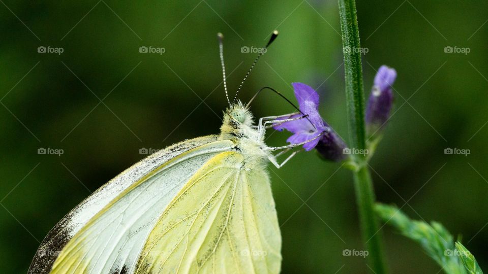 A butterfly on lavender flower