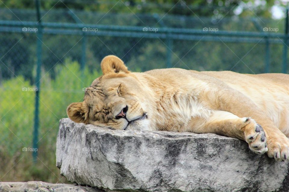 Sleeping lion seldom roars 