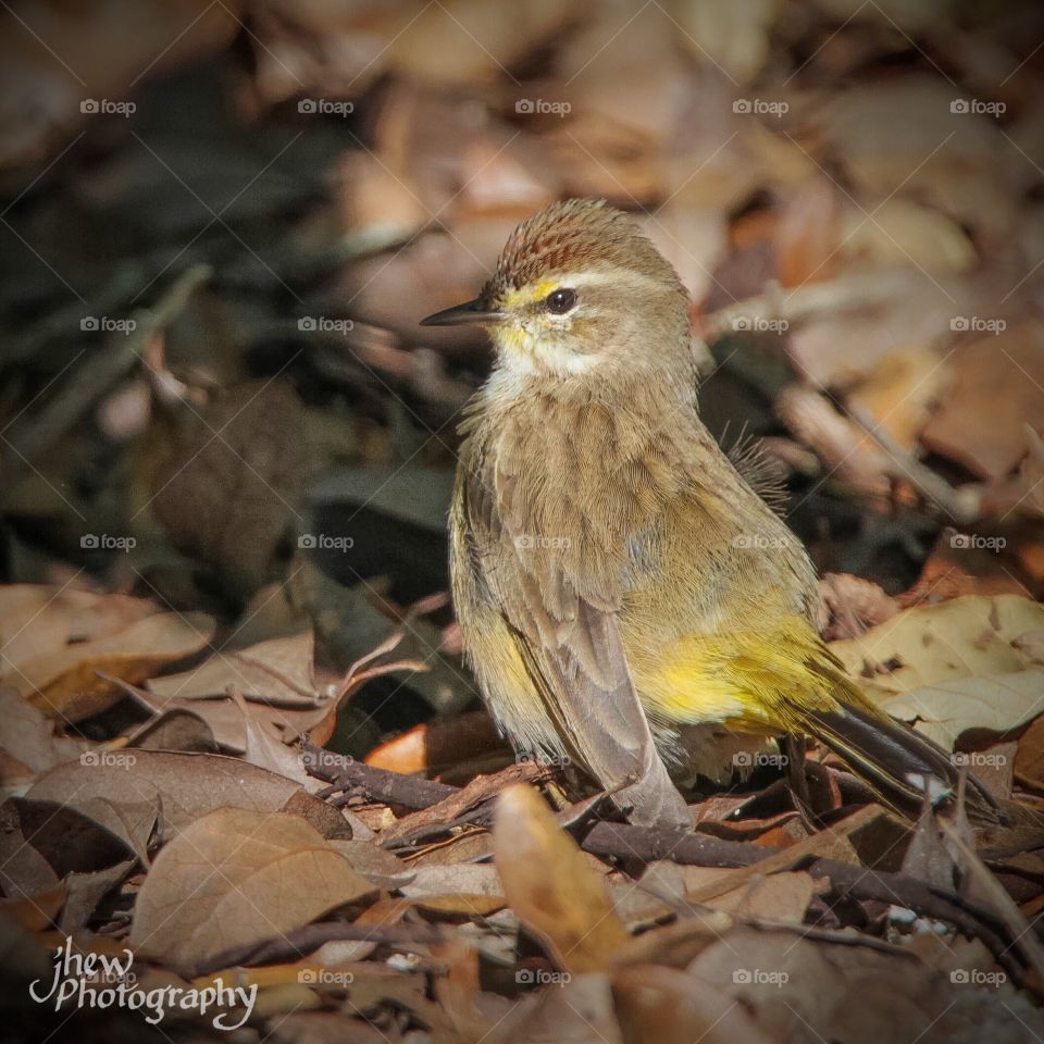 Palm Warbler