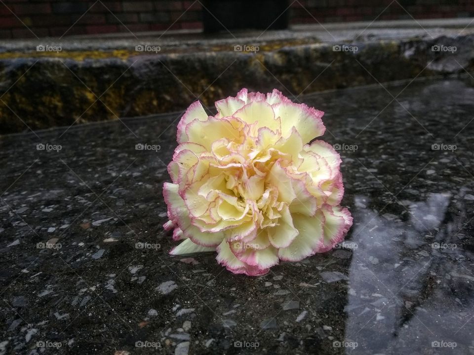 Carnation in the rain