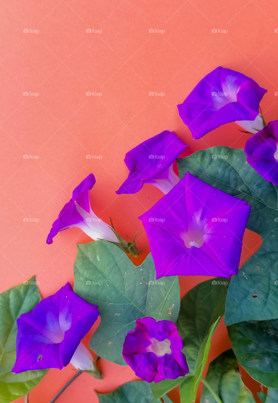Morning glory flowers on orange background