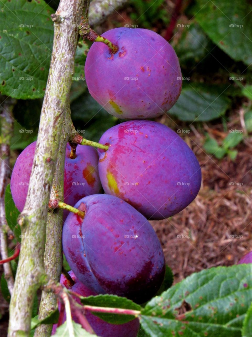 Fruits