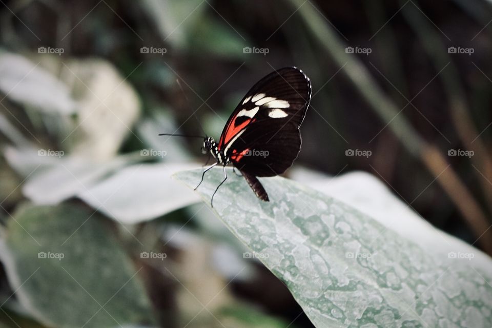 Butterfly 