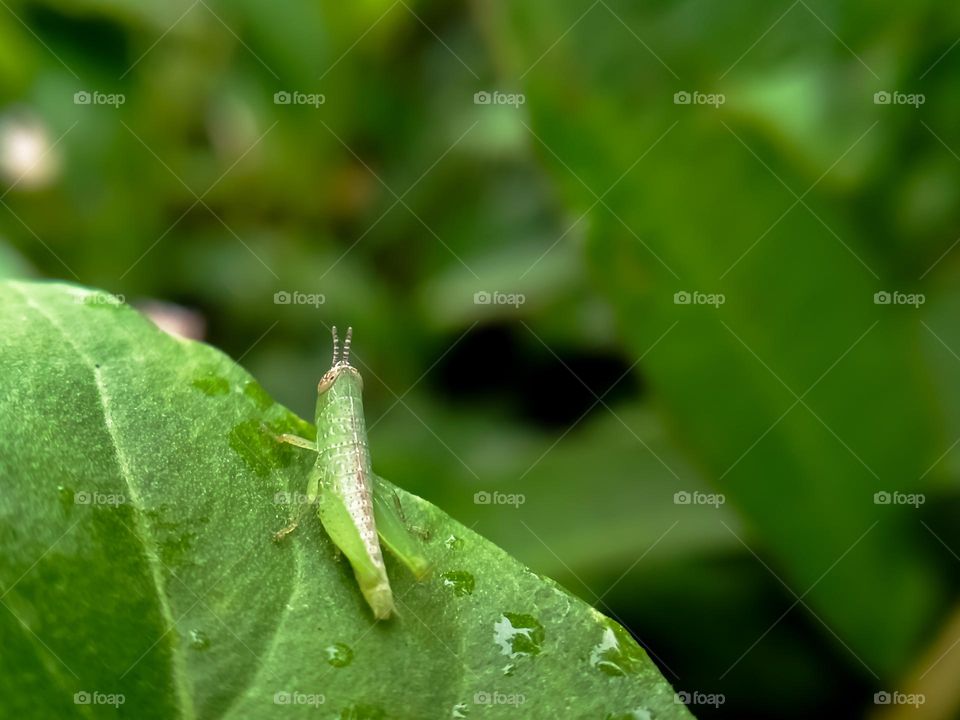 Green grasshopper cub, Photo taken in 2021