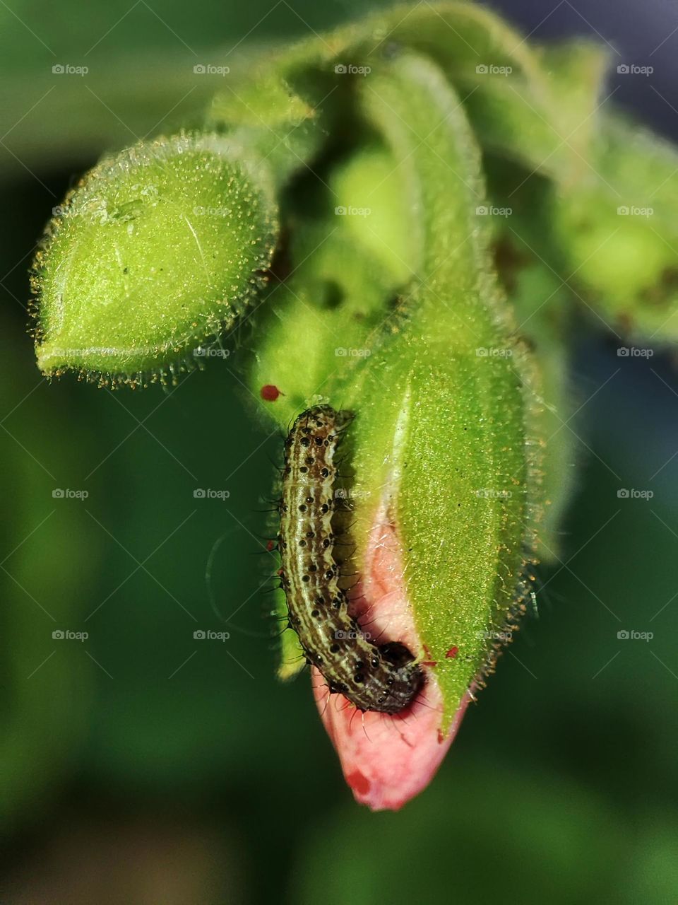 Macro photo of a caterpillar sitting on the flower