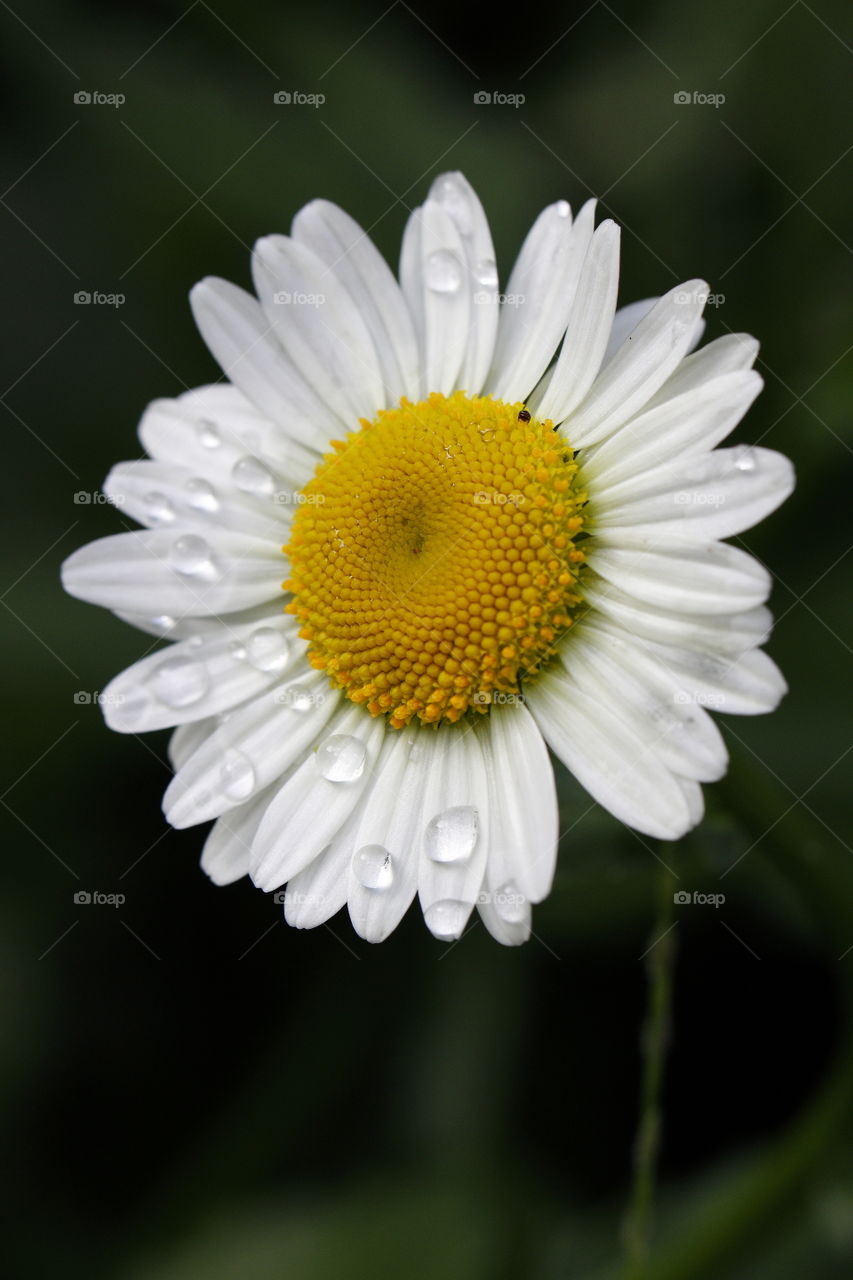 Dew drops on a flowering daisy