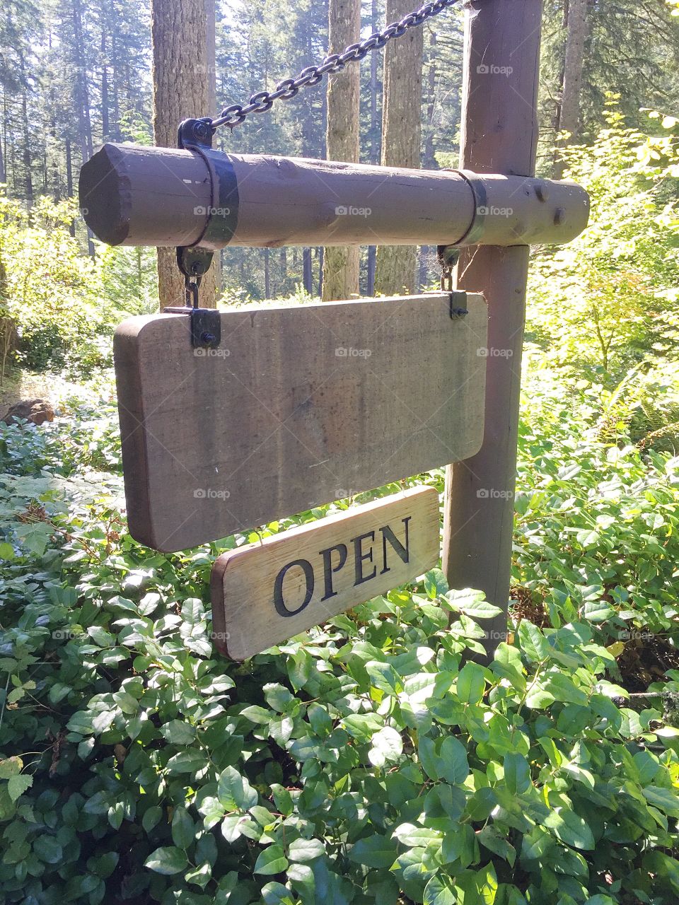 Summer vacation in the Oregon forest 