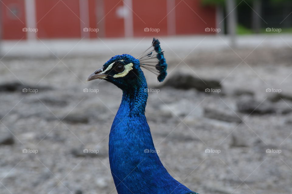 Peacock