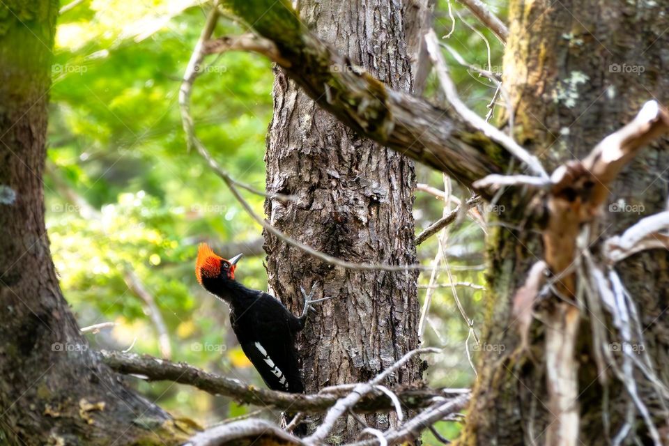 woodpecker climbing a tree