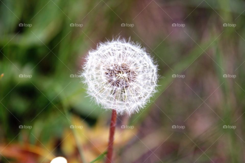 White flower