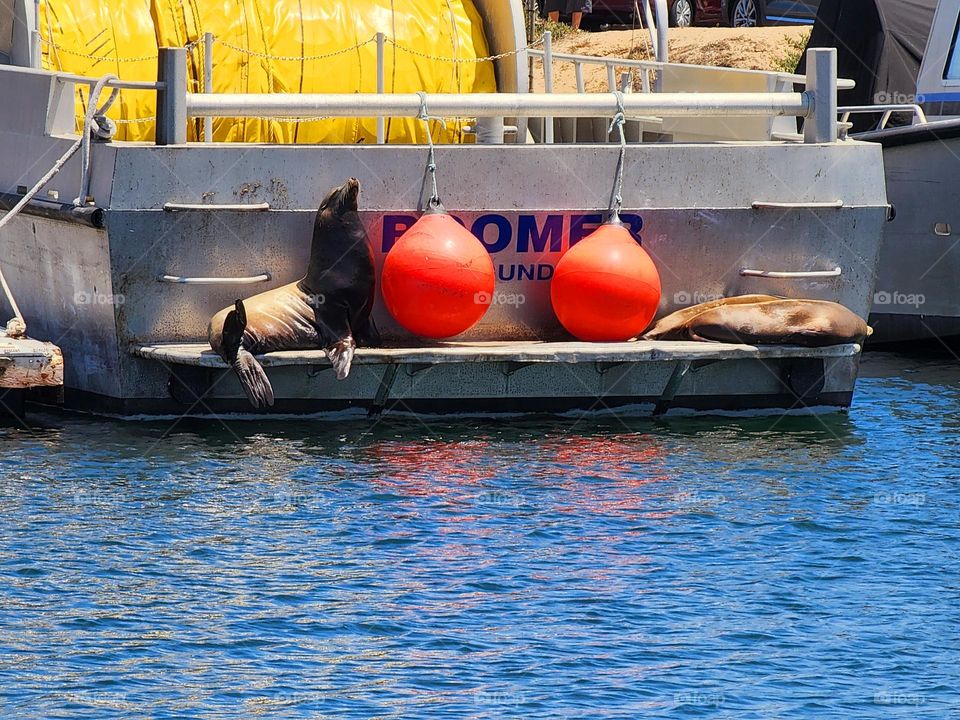 California Sea Lions invade the rear platform of a boat docked in a harbor