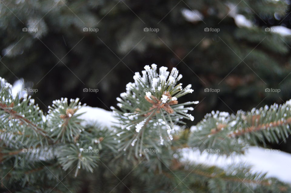 Spruce, tree, snow, needles, winter,