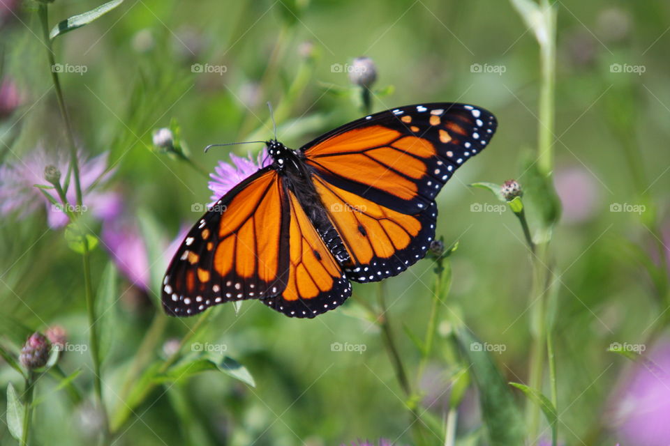 Monarch Butterfly 