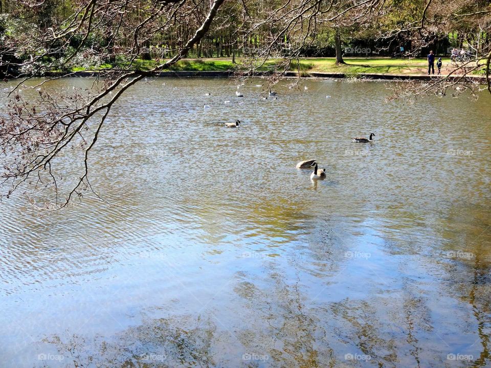 lake with wild birds in the park